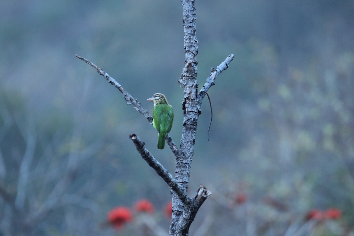 White-cheeked Barbet - ML620608159