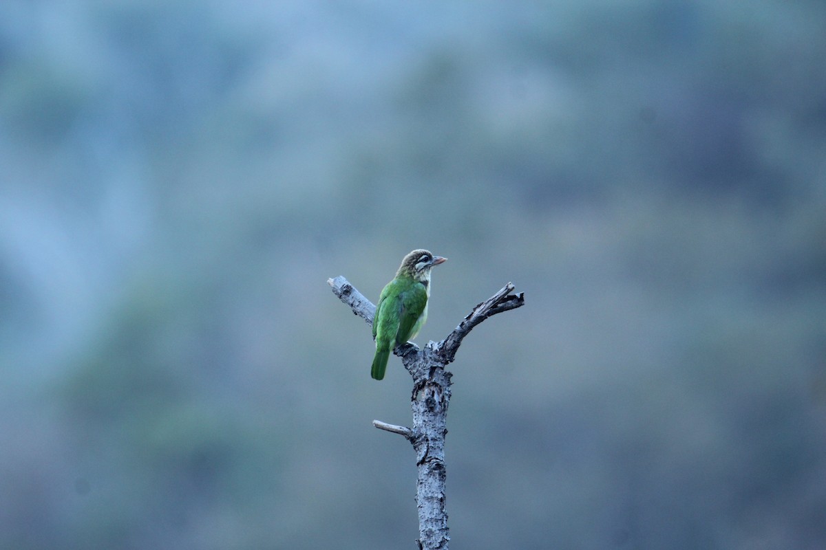 White-cheeked Barbet - ML620608164