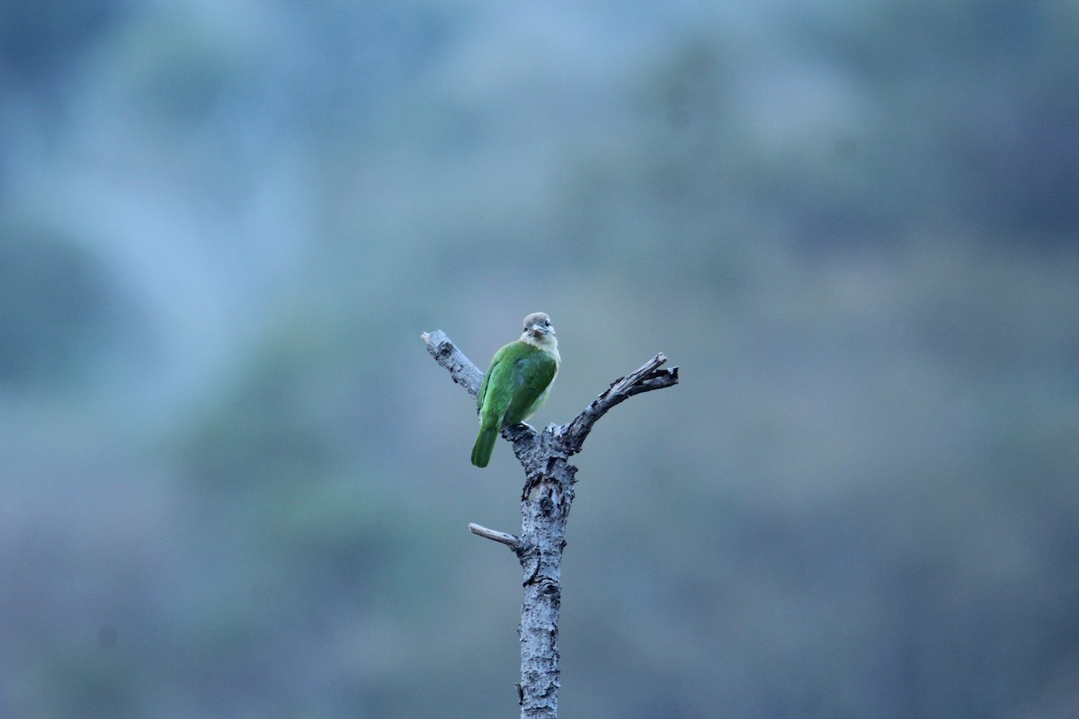 White-cheeked Barbet - ML620608167