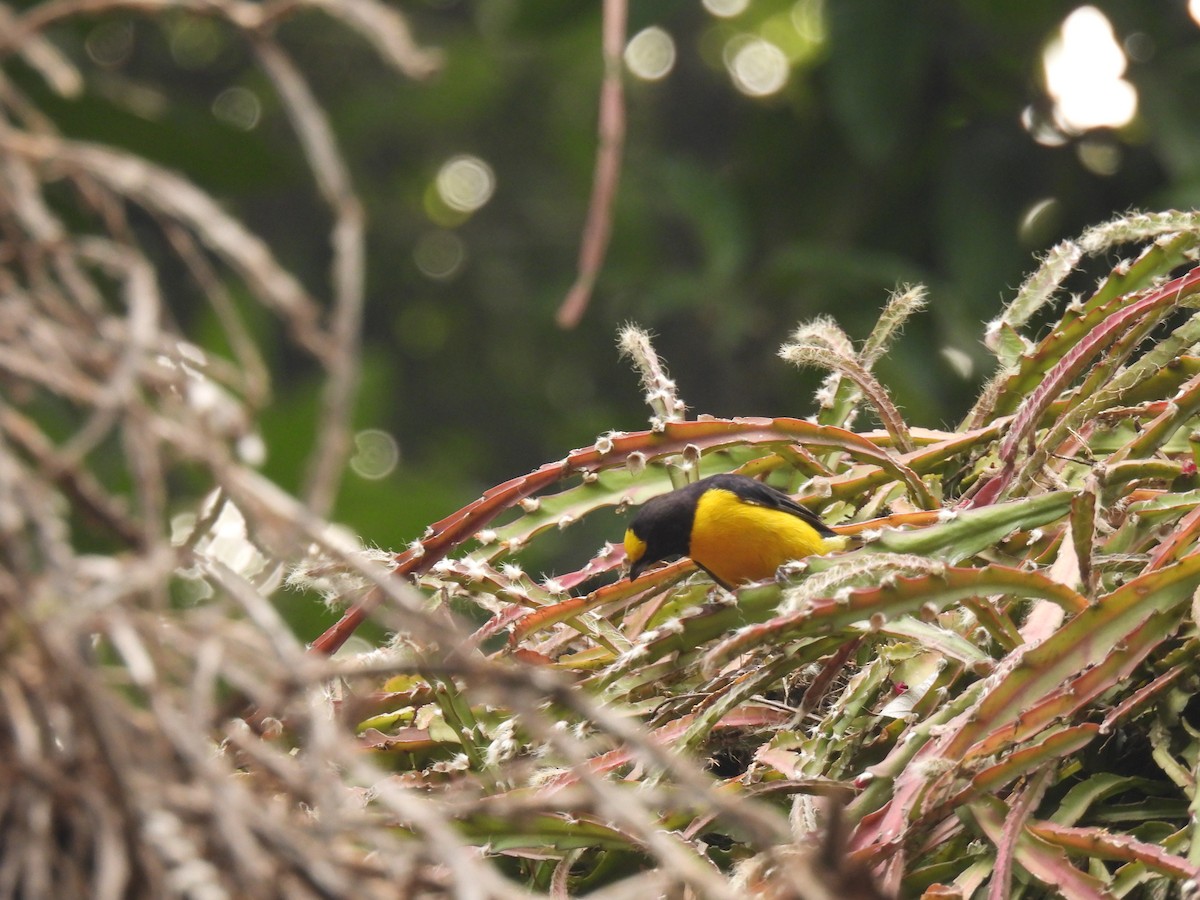 Purple-throated Euphonia - ML620608168