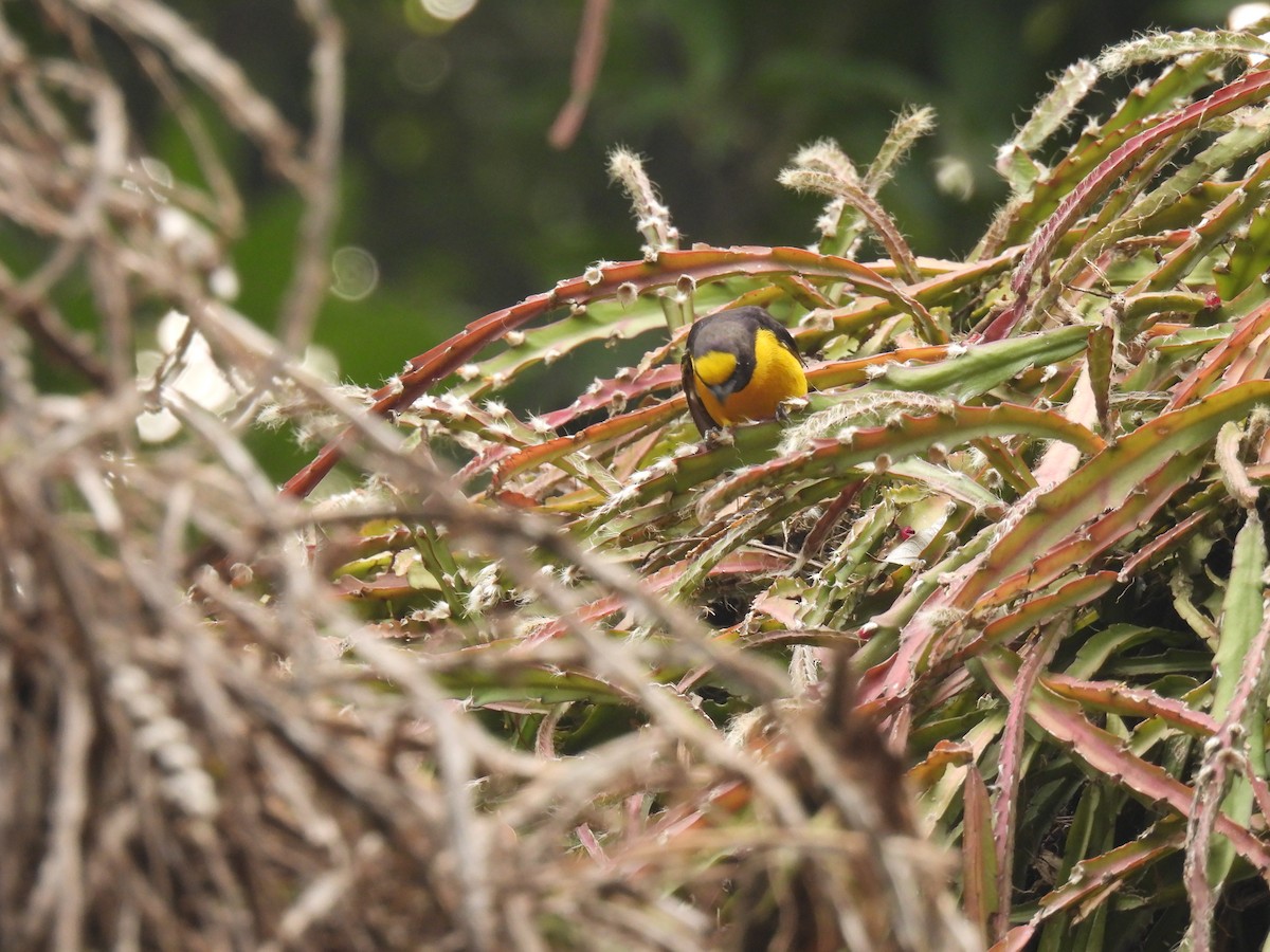 Purple-throated Euphonia - ML620608169