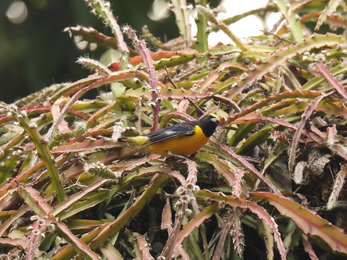 Purple-throated Euphonia - ML620608170