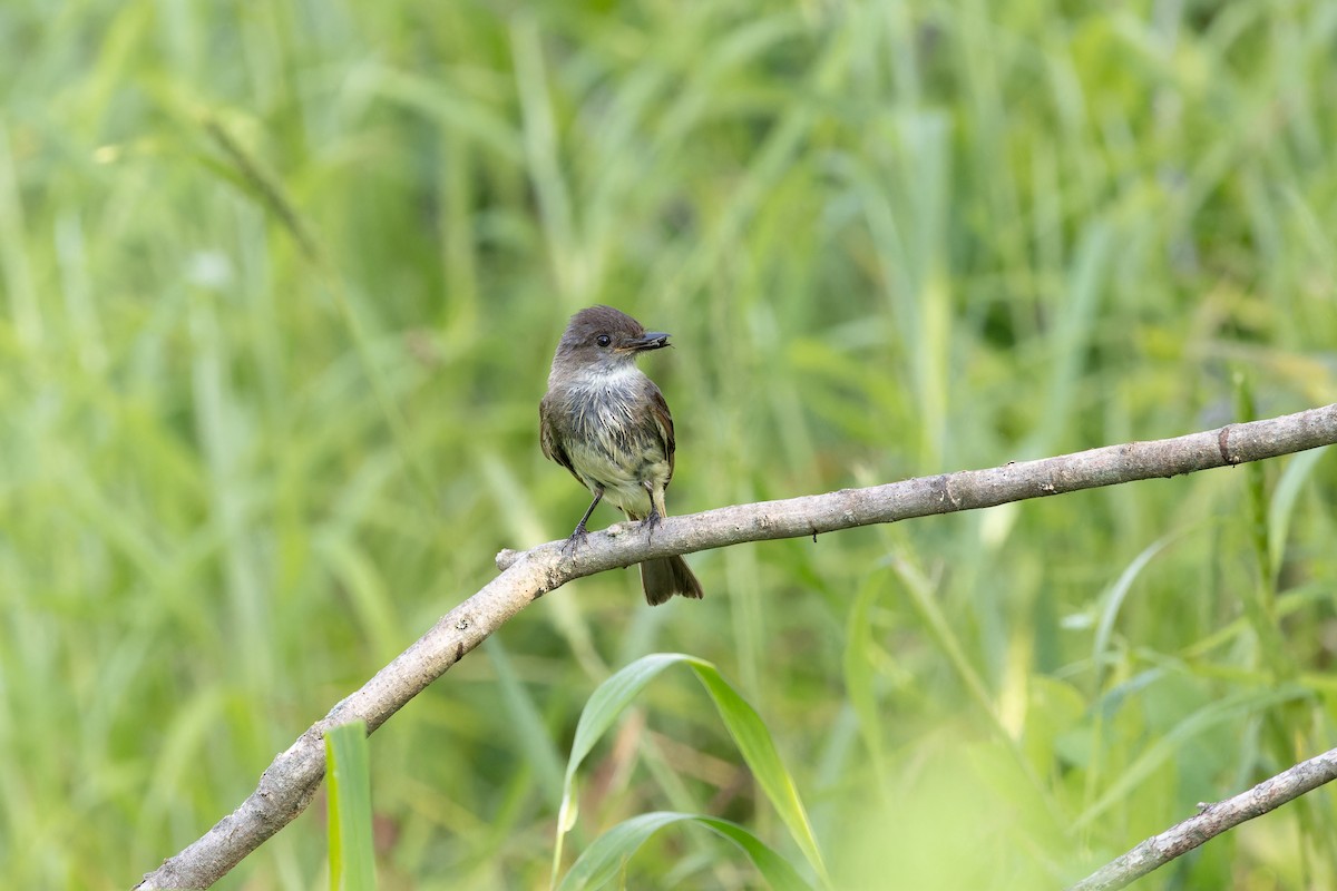 Eastern Phoebe - ML620608171