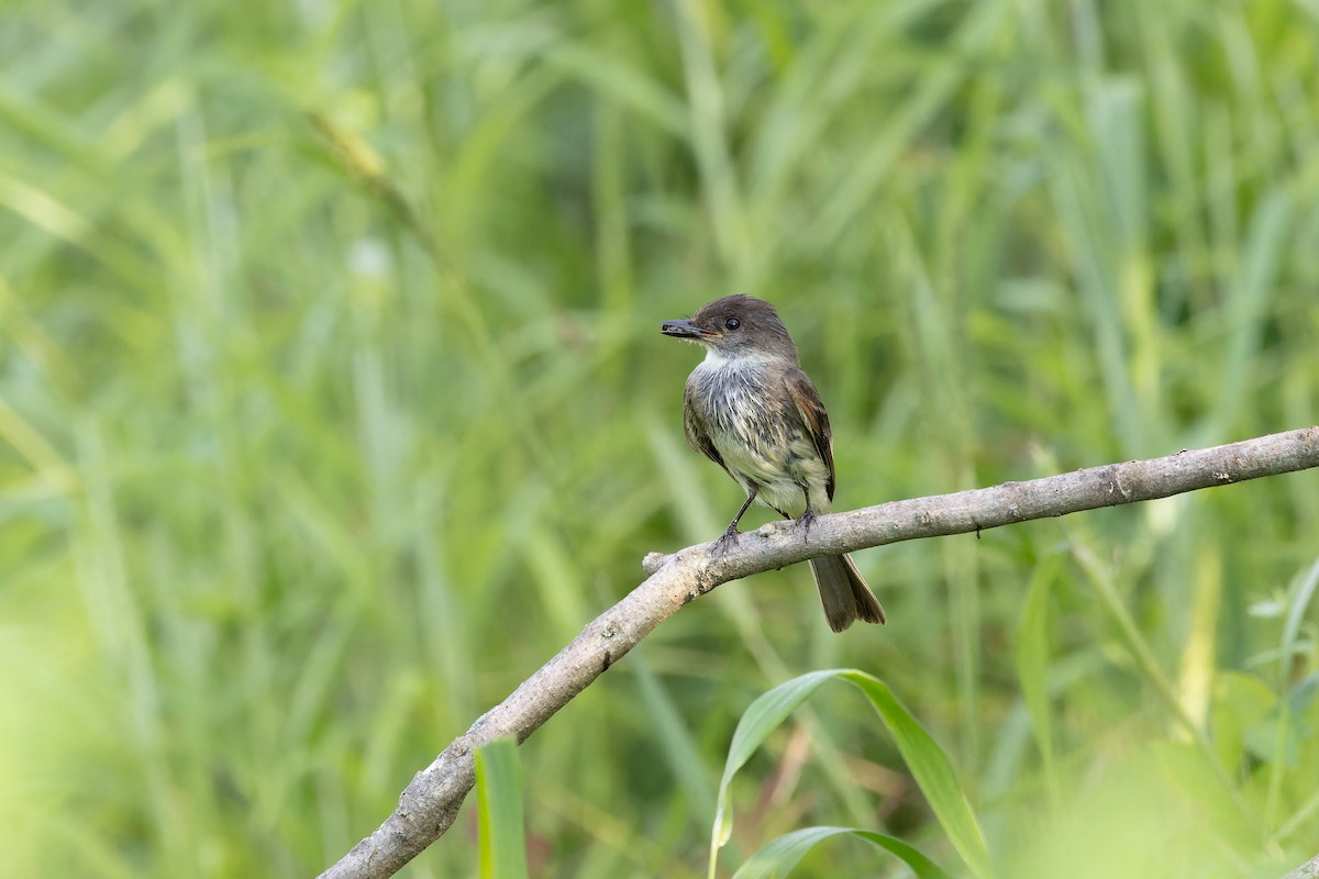 Eastern Phoebe - ML620608172