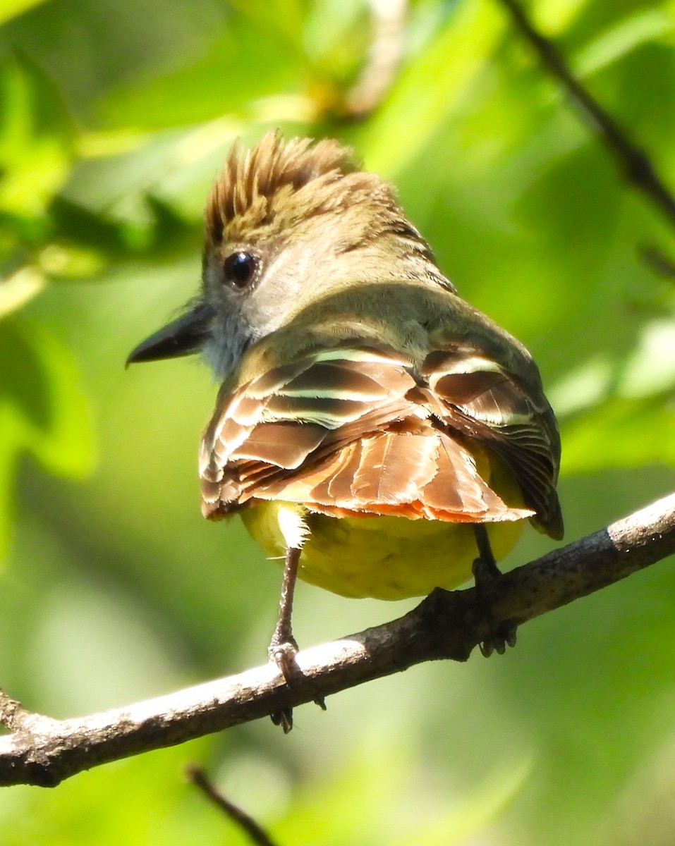 Great Crested Flycatcher - ML620608173