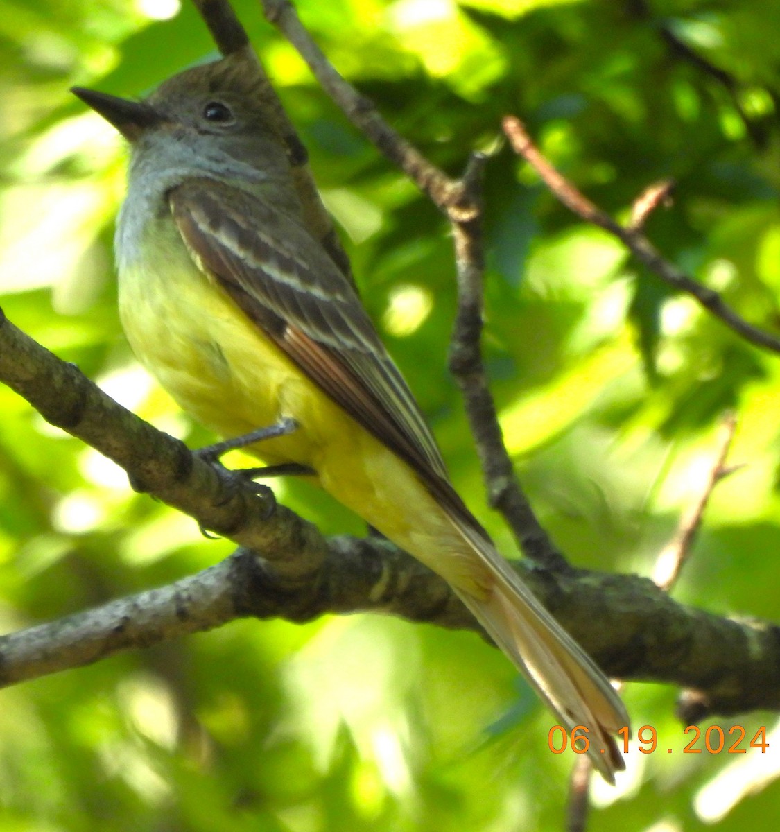 Great Crested Flycatcher - ML620608175