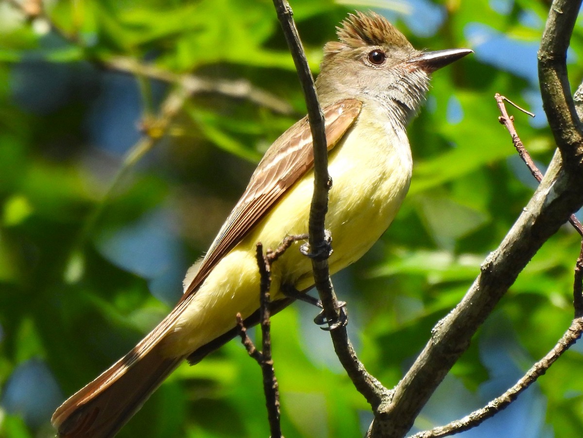 Great Crested Flycatcher - ML620608176