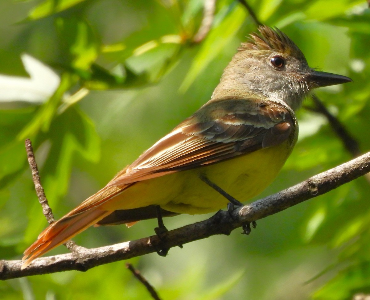 Great Crested Flycatcher - Paul McKenzie