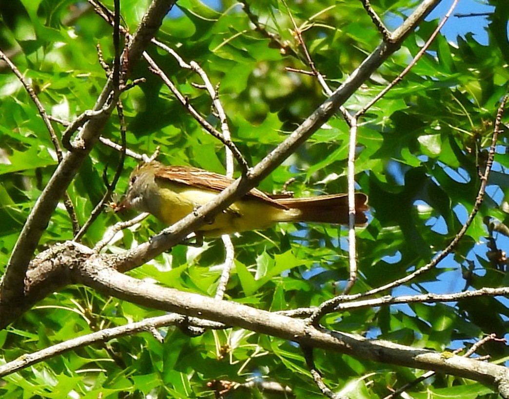 Great Crested Flycatcher - ML620608178