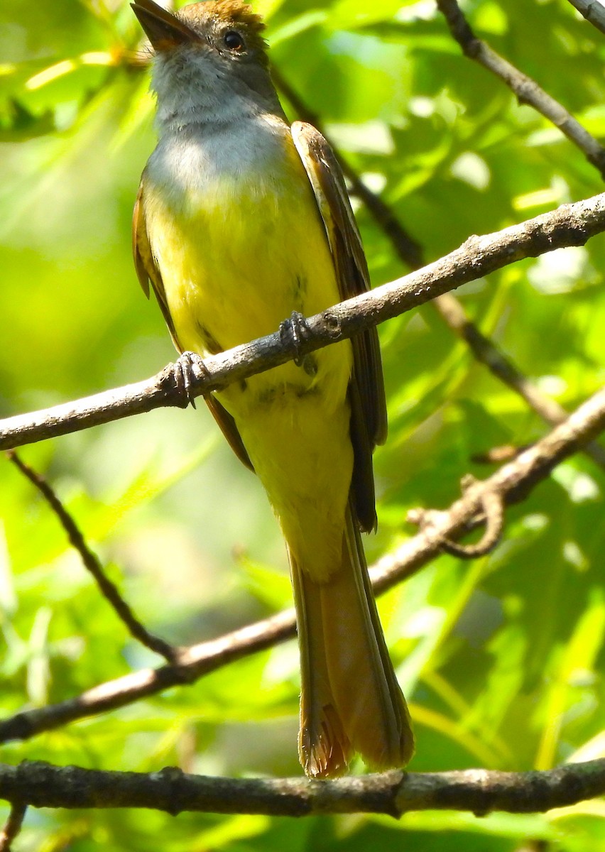 Great Crested Flycatcher - ML620608179