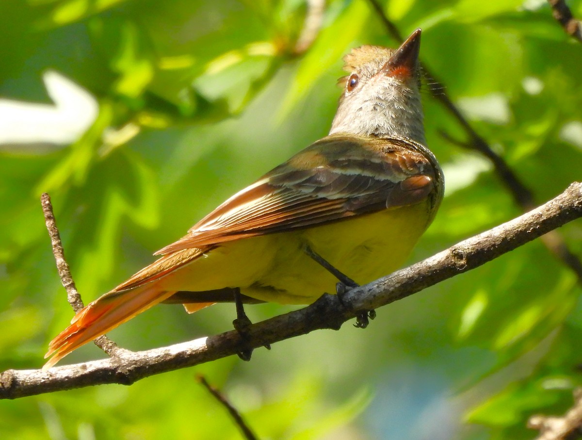 Great Crested Flycatcher - ML620608180