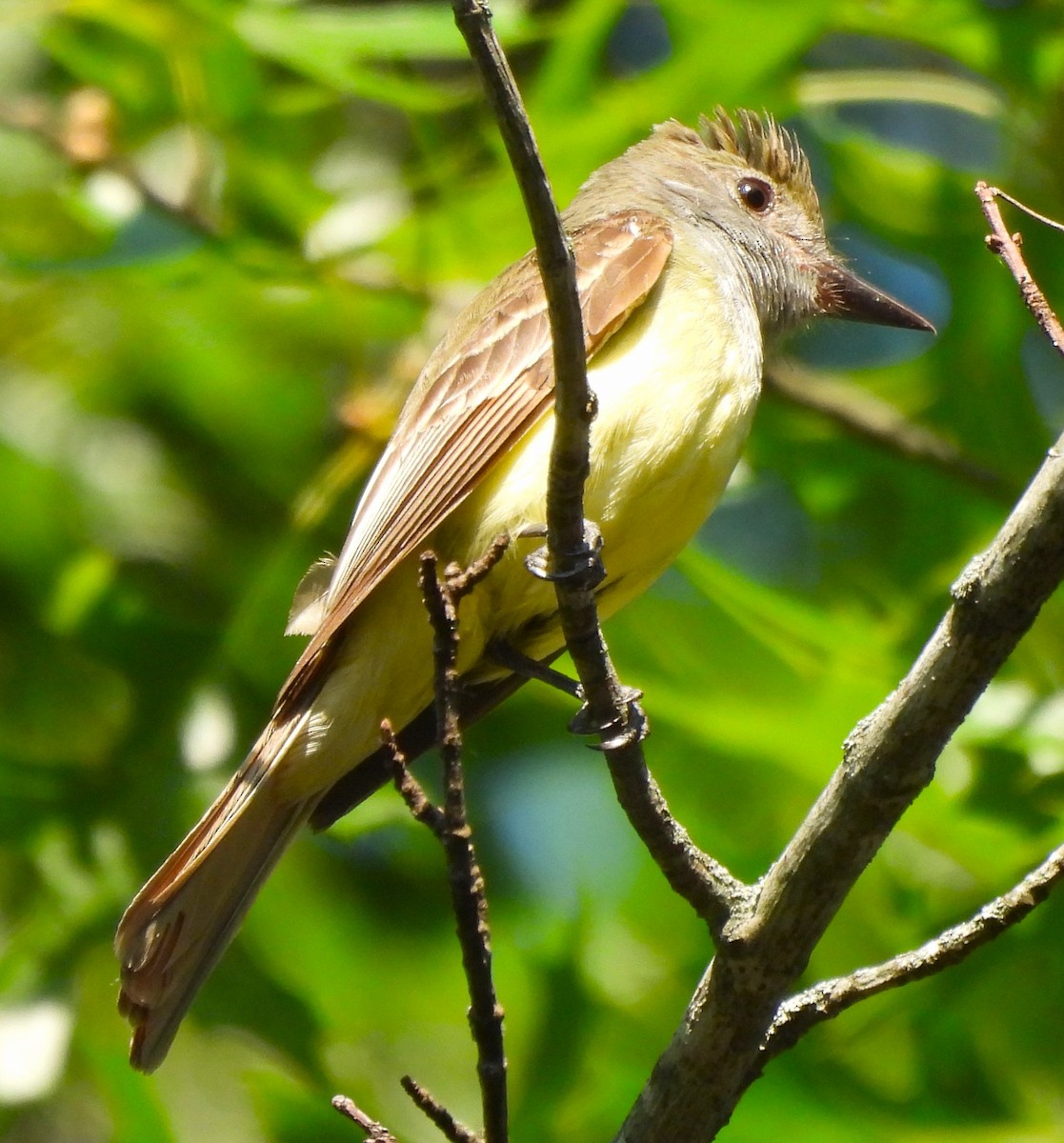 Great Crested Flycatcher - ML620608181