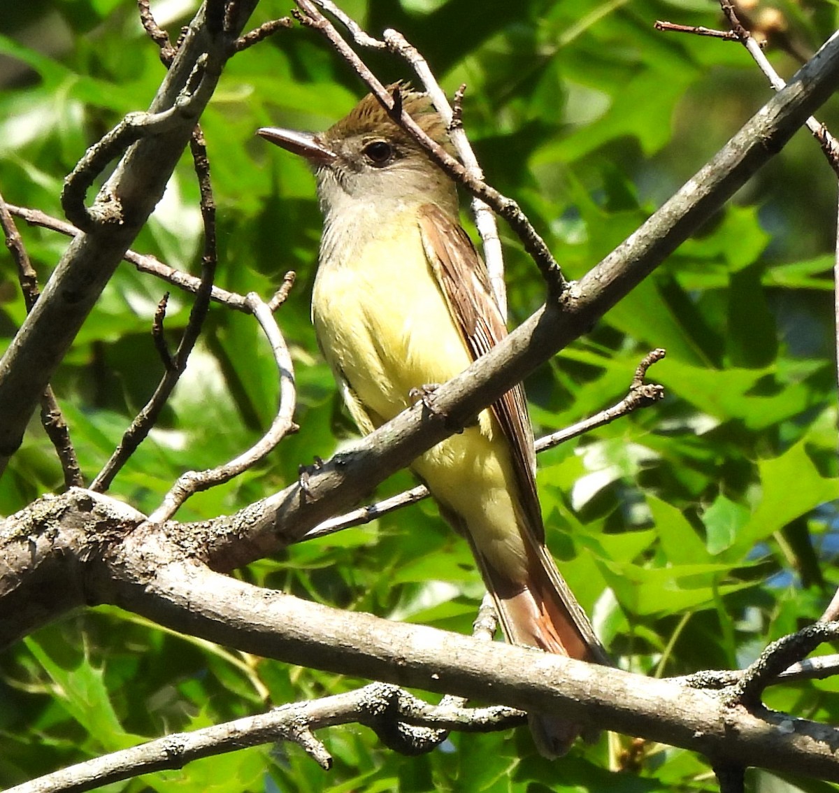 Great Crested Flycatcher - ML620608182