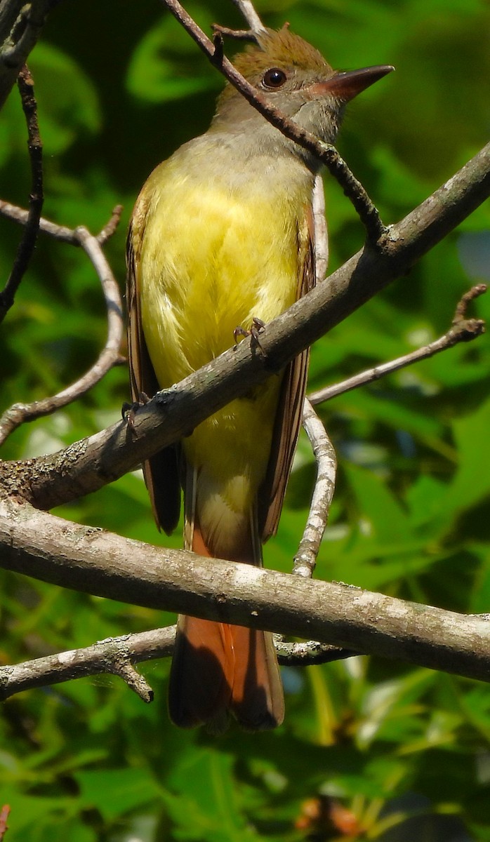 Great Crested Flycatcher - ML620608183