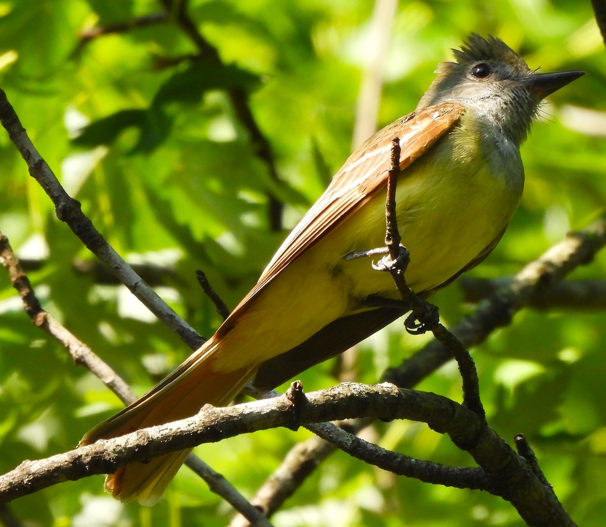 Great Crested Flycatcher - ML620608184