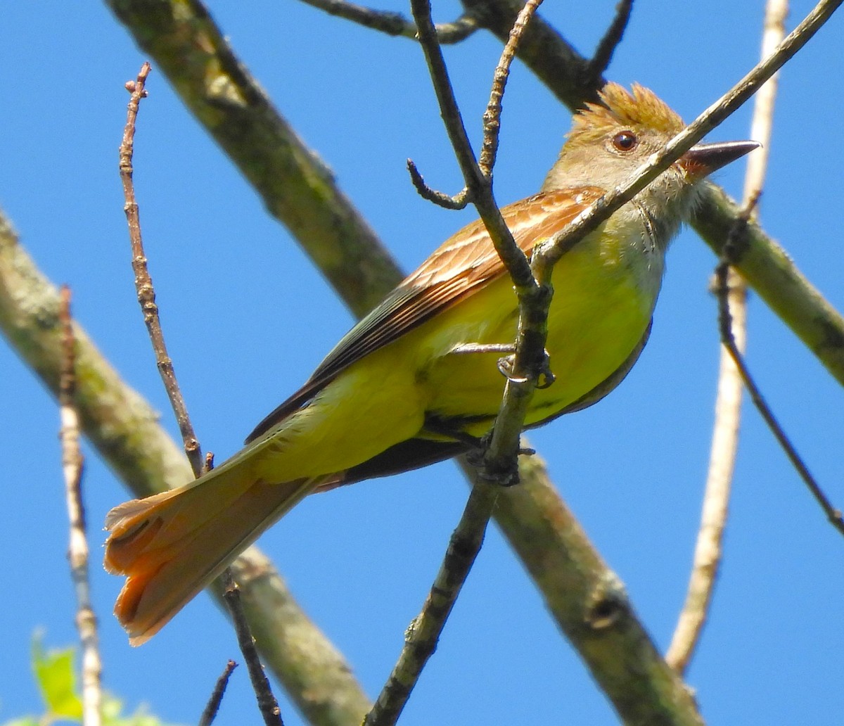 Great Crested Flycatcher - ML620608186