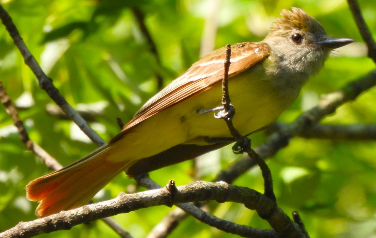 Great Crested Flycatcher - ML620608187