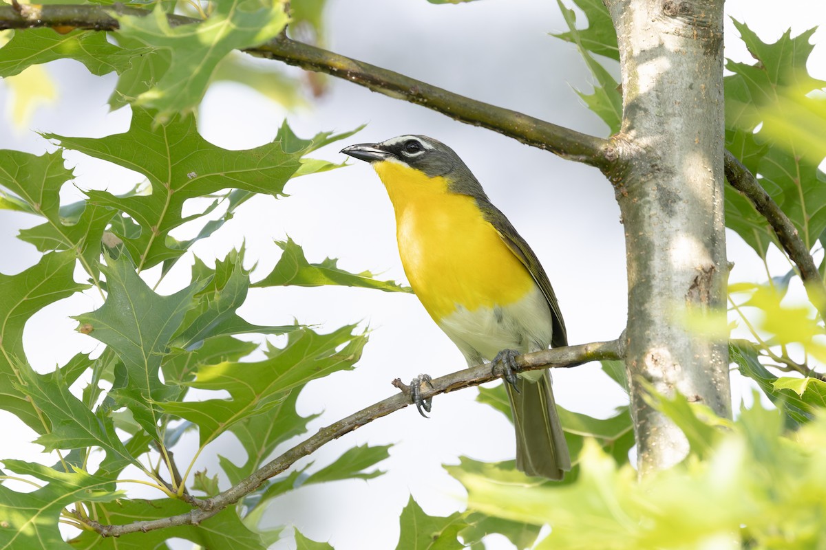 Yellow-breasted Chat - ML620608192