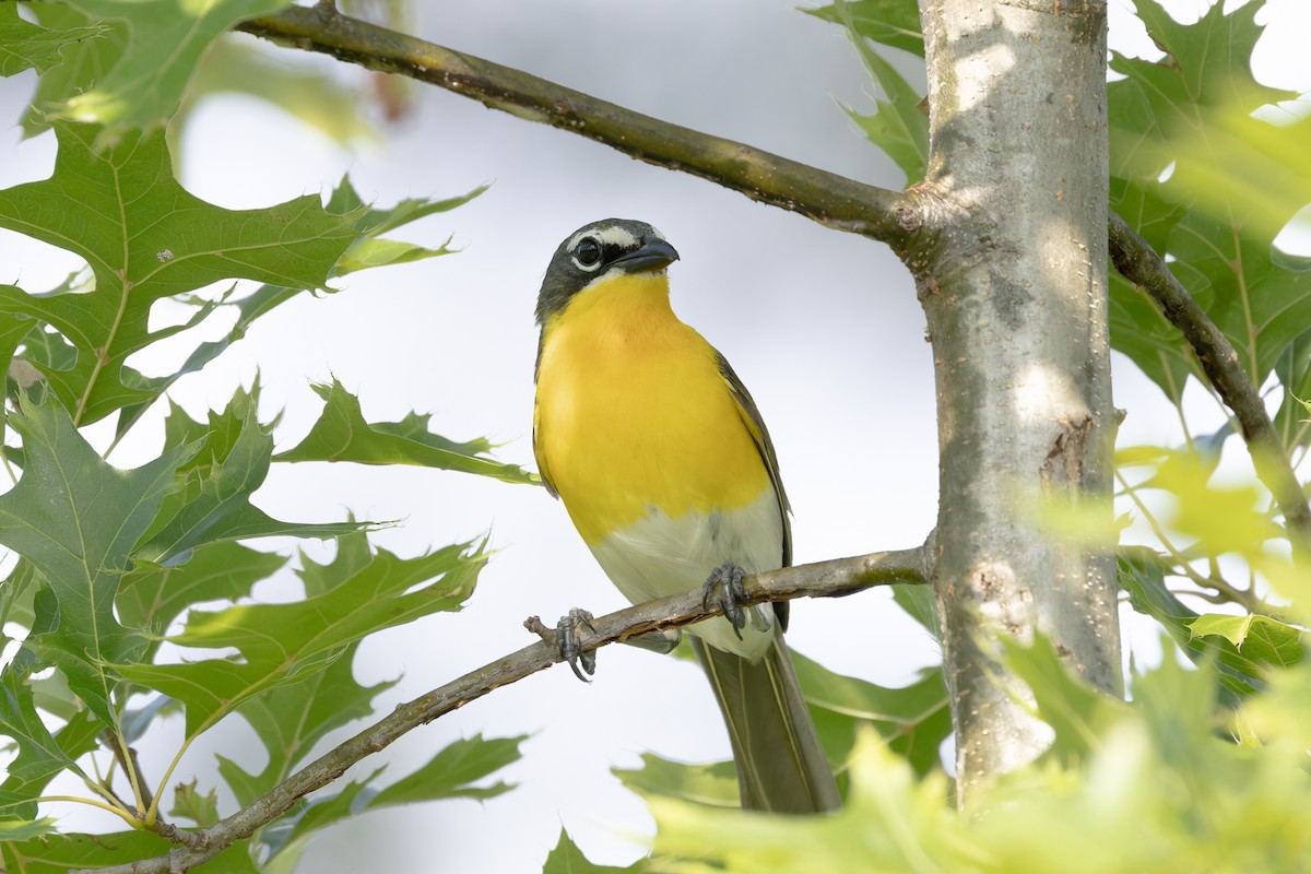 Yellow-breasted Chat - ML620608194