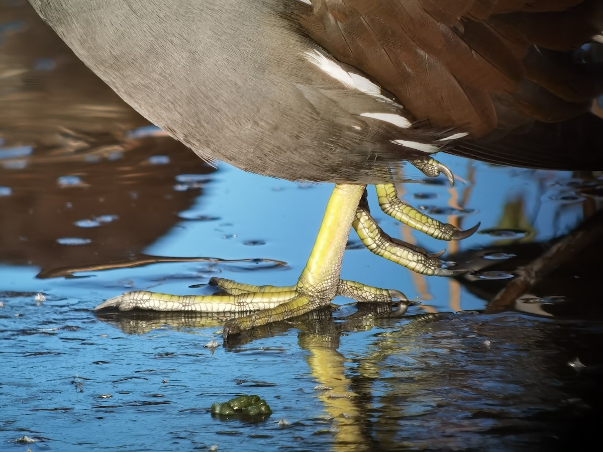 Eurasian Moorhen - ML620608197