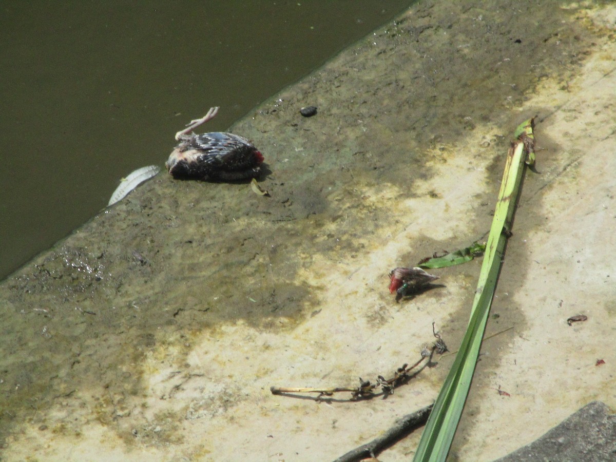 ub. fugl (Aves sp.) - ML620608200