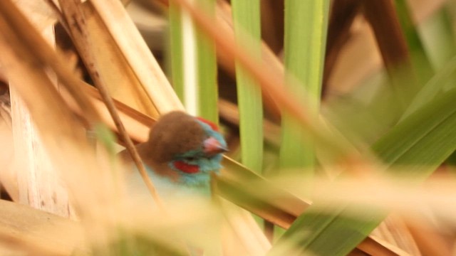 Red-cheeked Cordonbleu - ML620608202