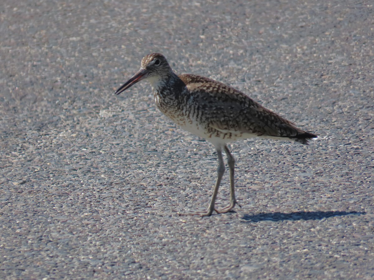 Willet - ML620608204