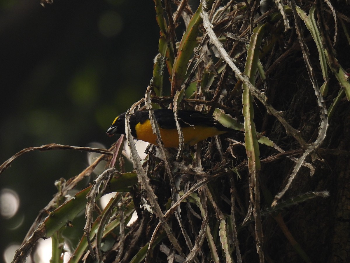 Purple-throated Euphonia - ML620608208