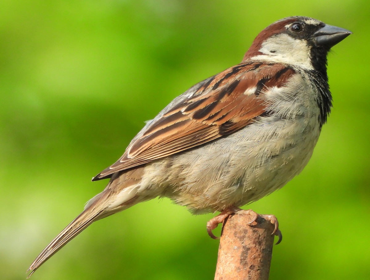 House Sparrow - ML620608211