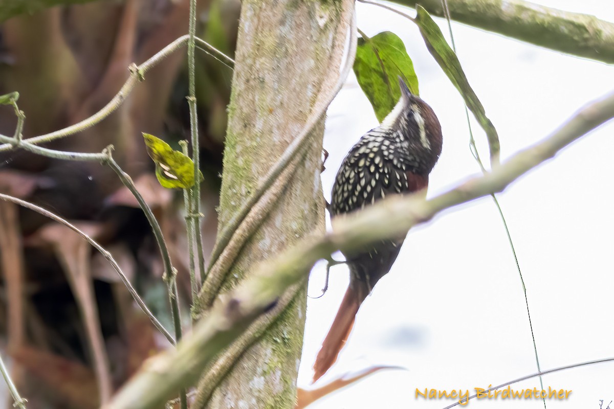 Pearled Treerunner - Nancy Fernández