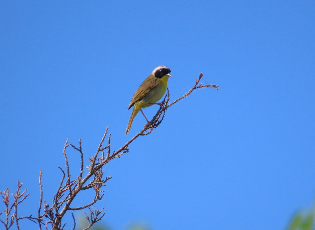 Common Yellowthroat - ML620608218