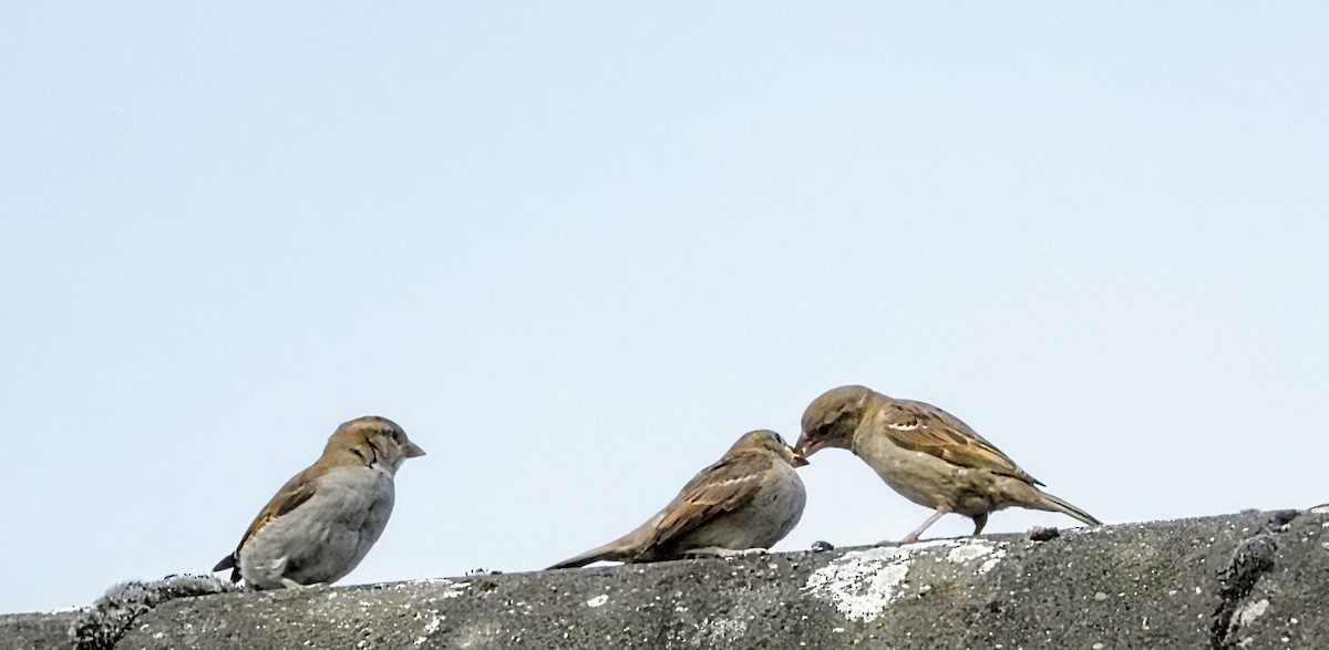 Moineau domestique - ML620608220