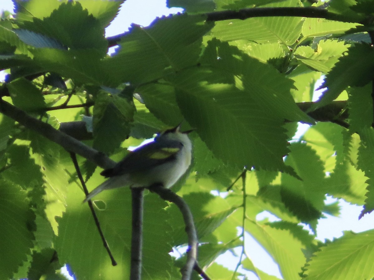 Brewster's Warbler (hybrid) - ML620608222