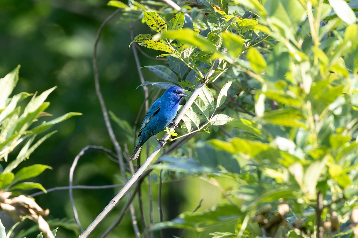 Indigo Bunting - ML620608227