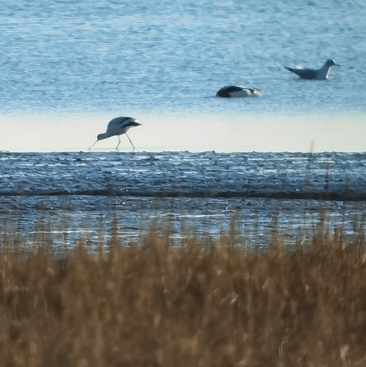 Pied Avocet - ML620608228