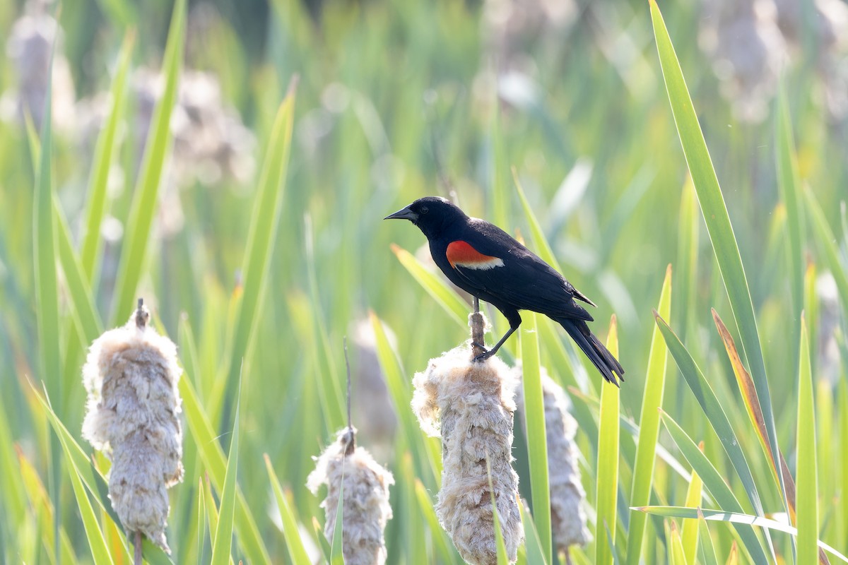 Red-winged Blackbird - ML620608231