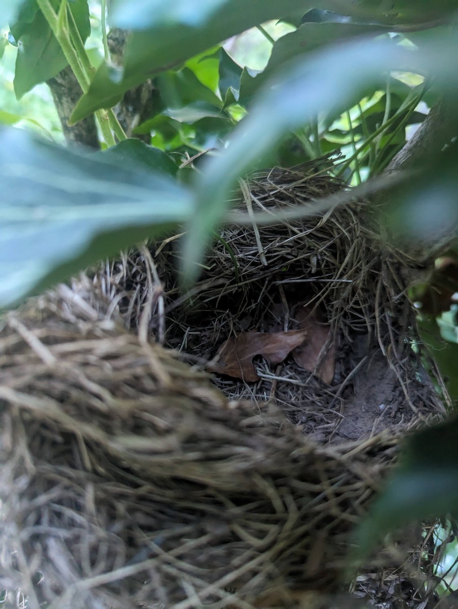 House Wren - ML620608234