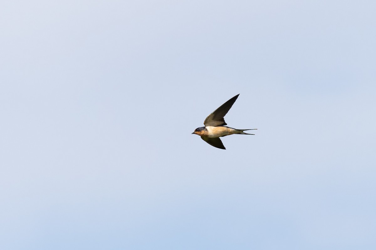Barn Swallow - ML620608235
