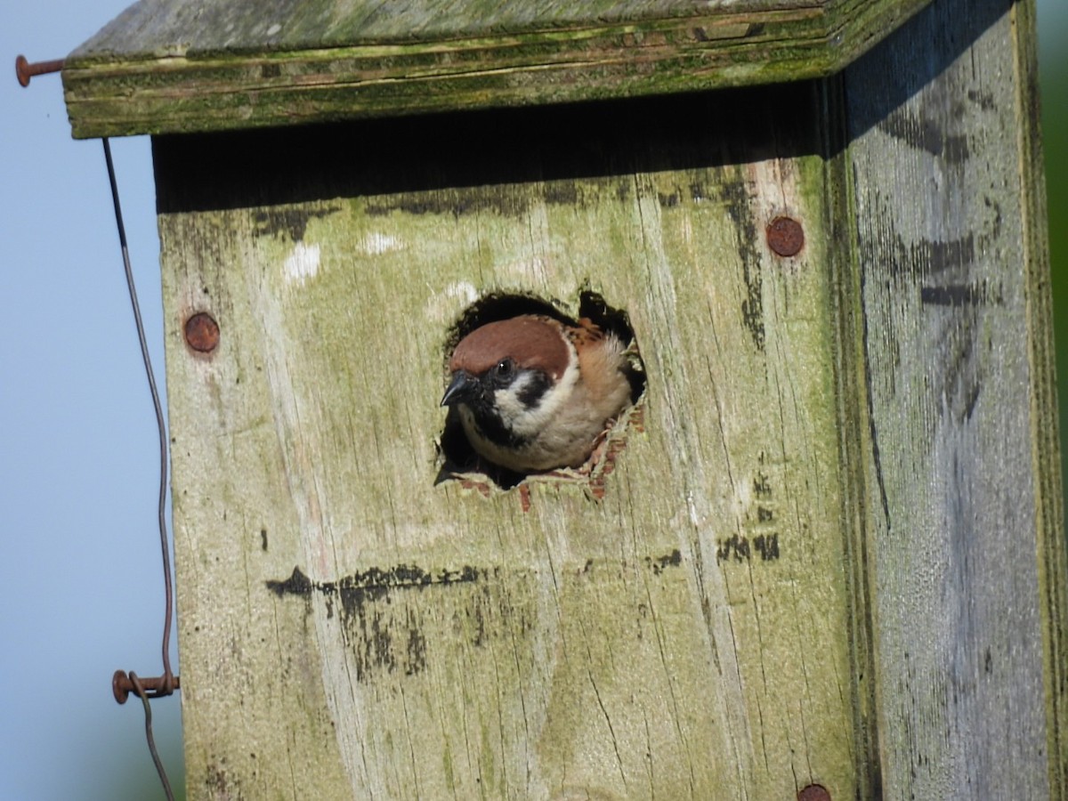 Eurasian Tree Sparrow - ML620608238