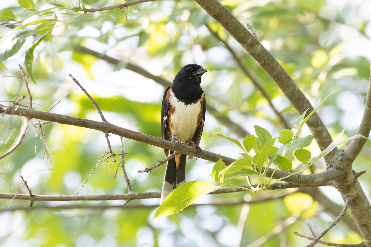 Eastern Towhee - Amy Rangel