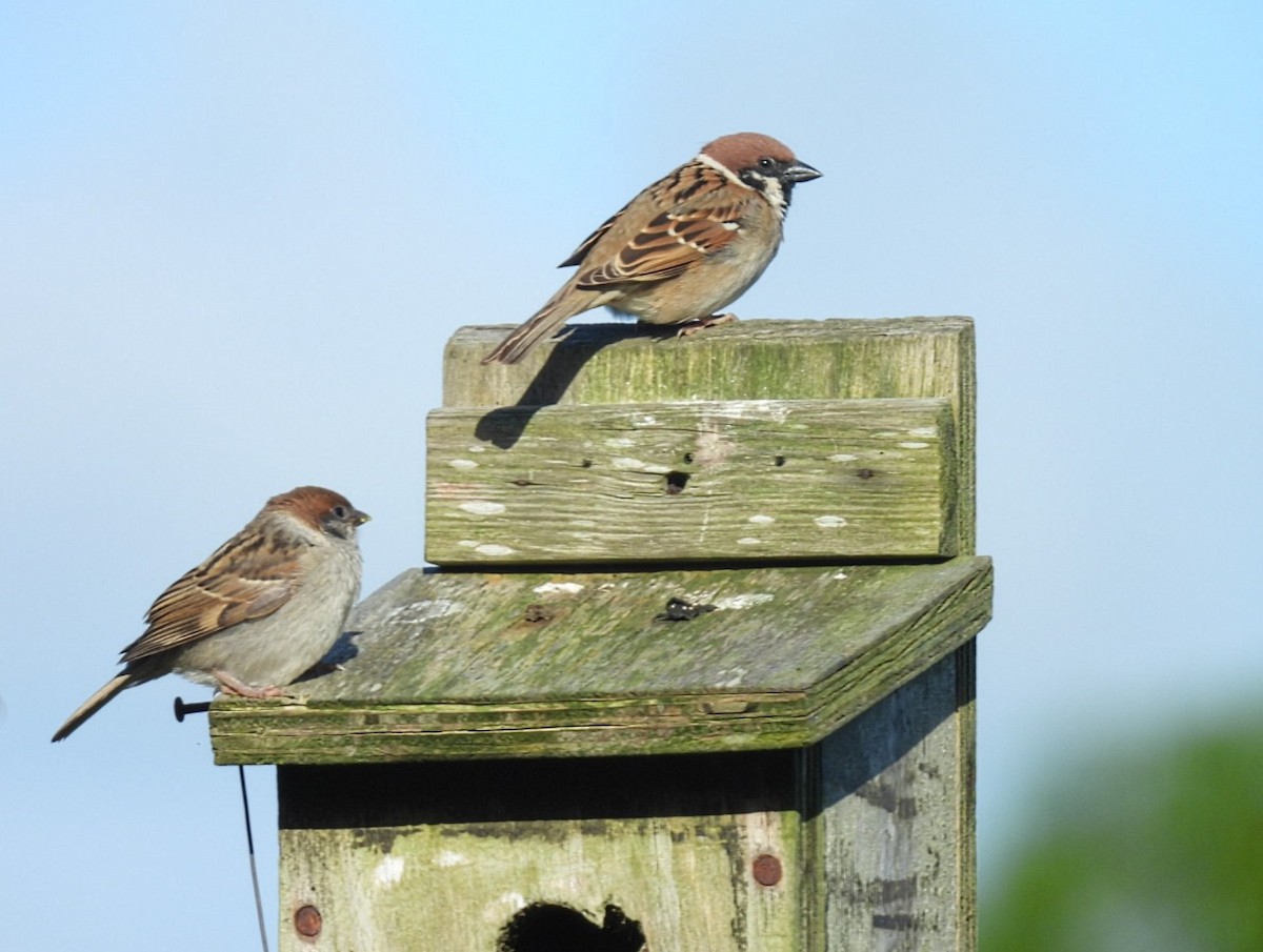 Eurasian Tree Sparrow - ML620608243