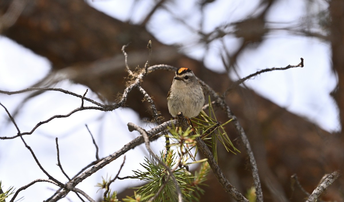 Golden-crowned Kinglet - ML620608246