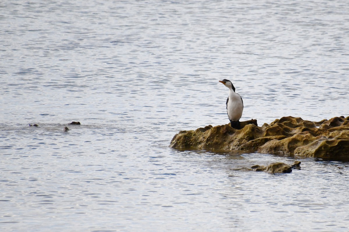 Little Pied Cormorant - ML620608251