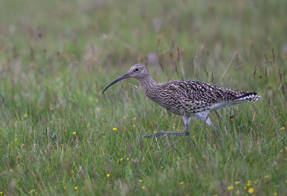 Eurasian Curlew - ML620608257