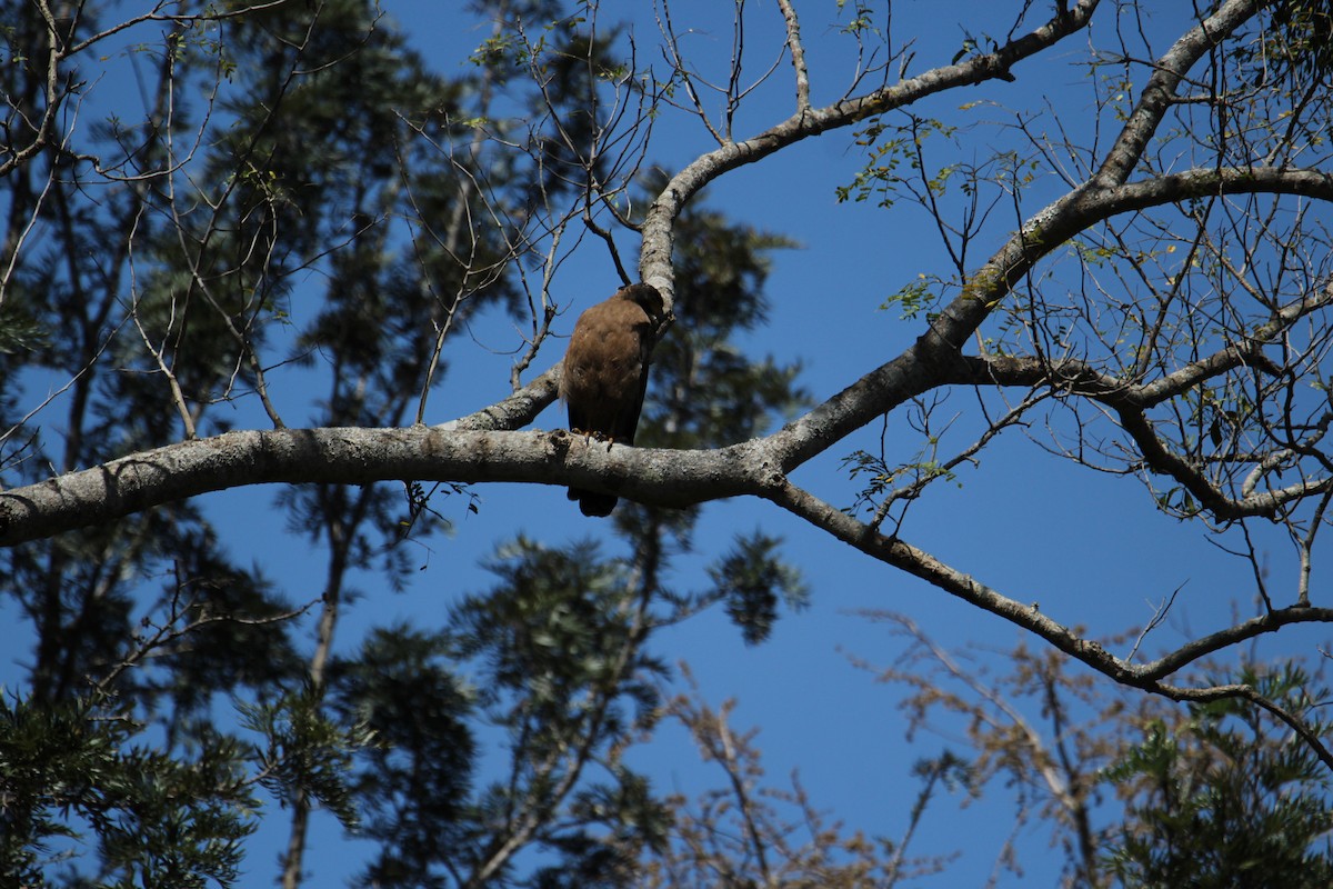 Crested Serpent-Eagle - ML620608259