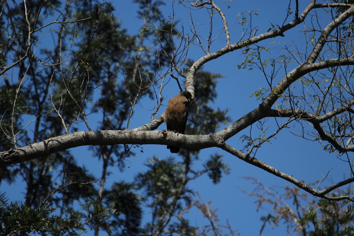 Crested Serpent-Eagle - ML620608260