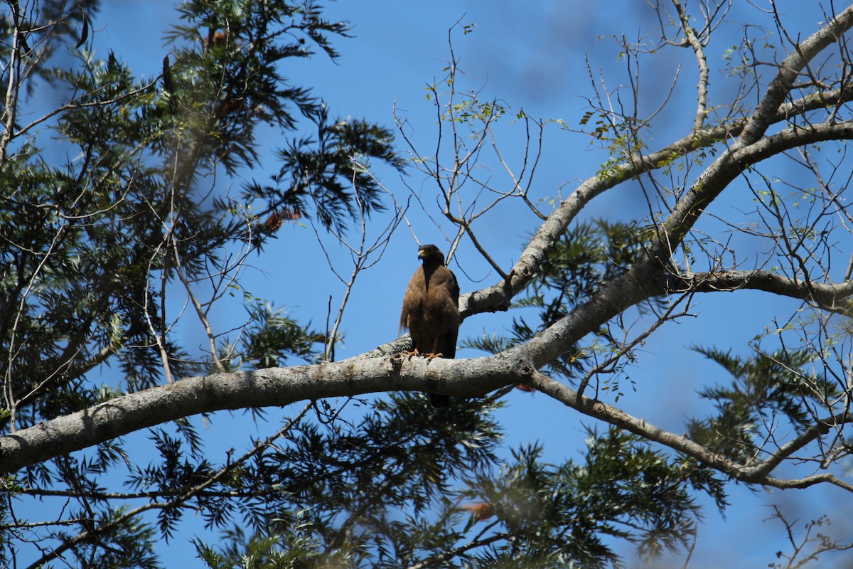 Crested Serpent-Eagle - ML620608261