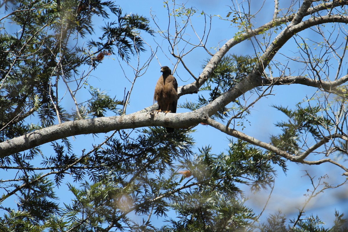 Crested Serpent-Eagle - ML620608262