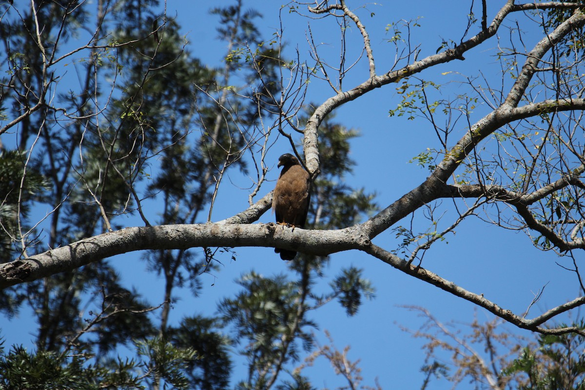 Crested Serpent-Eagle - ML620608263