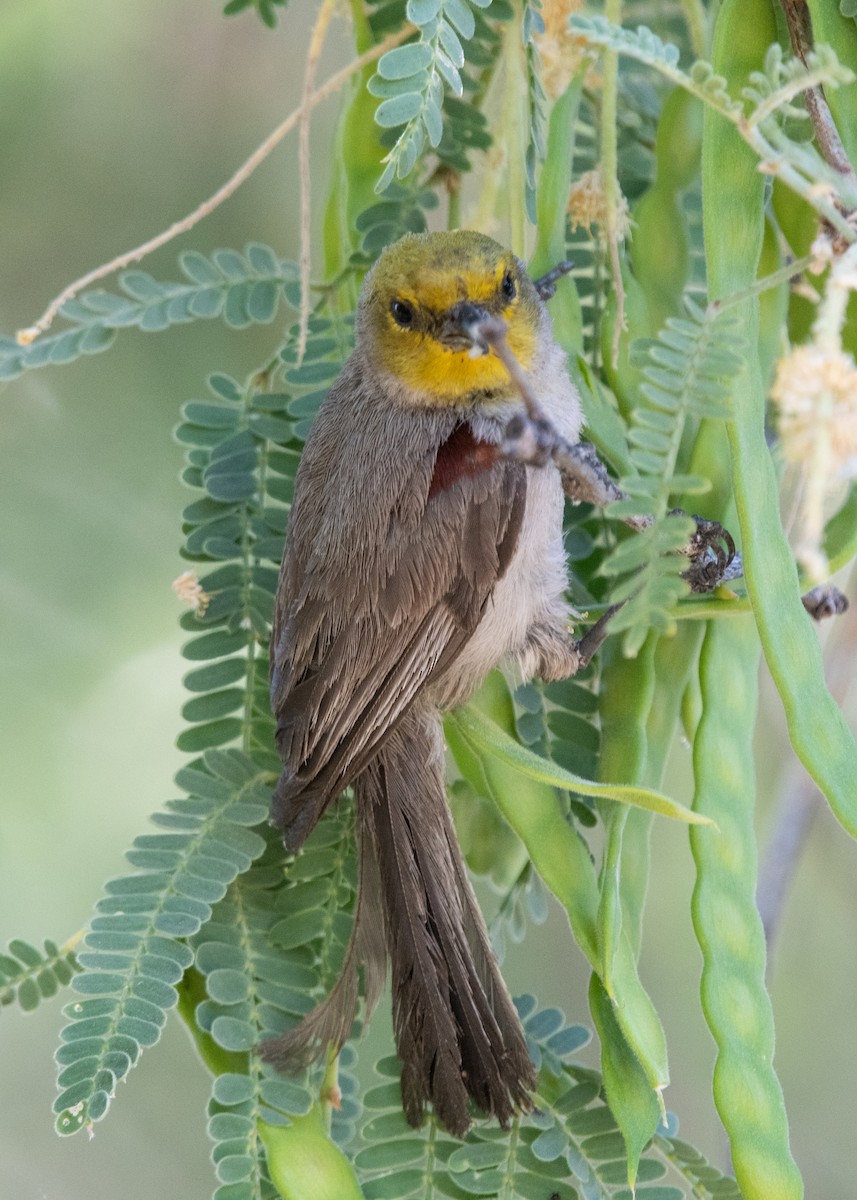 Pájaro Moscón Baloncito - ML620608266